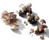 champignons