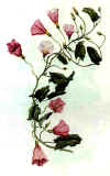 liseron